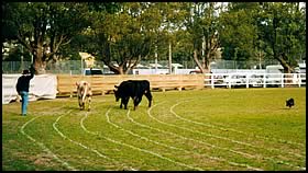 Australian Kelpie working cattle